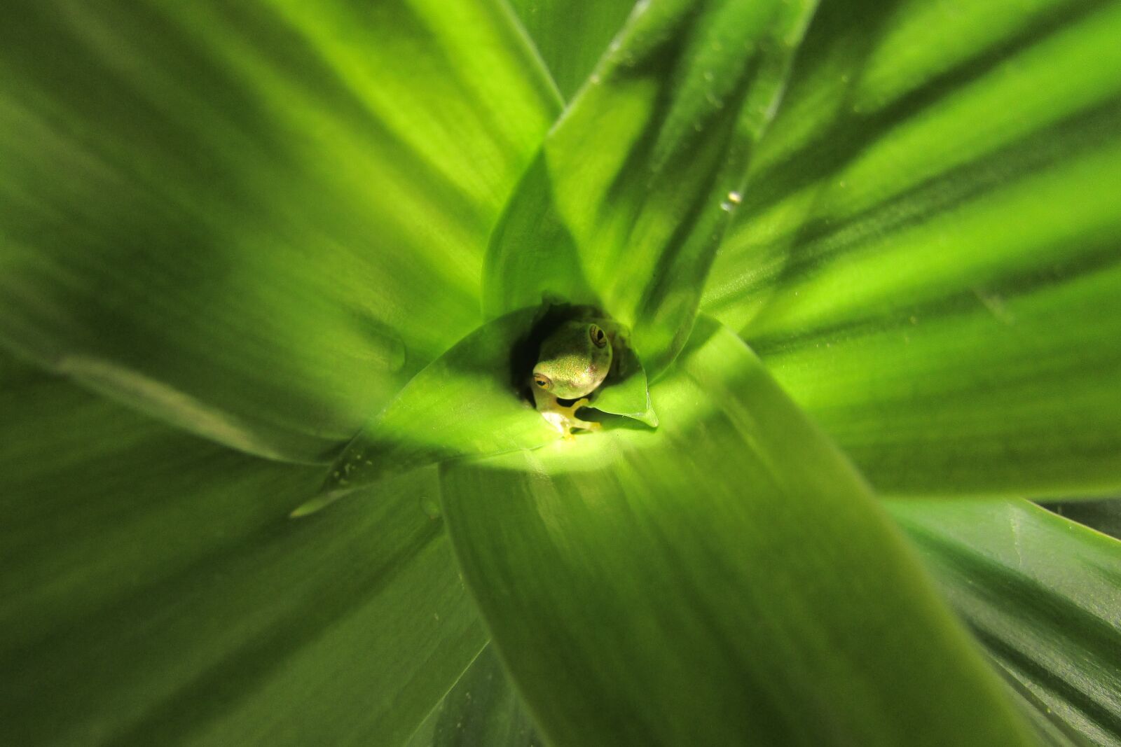 Canon PowerShot SX400 IS sample photo. Frog, nature, green photography