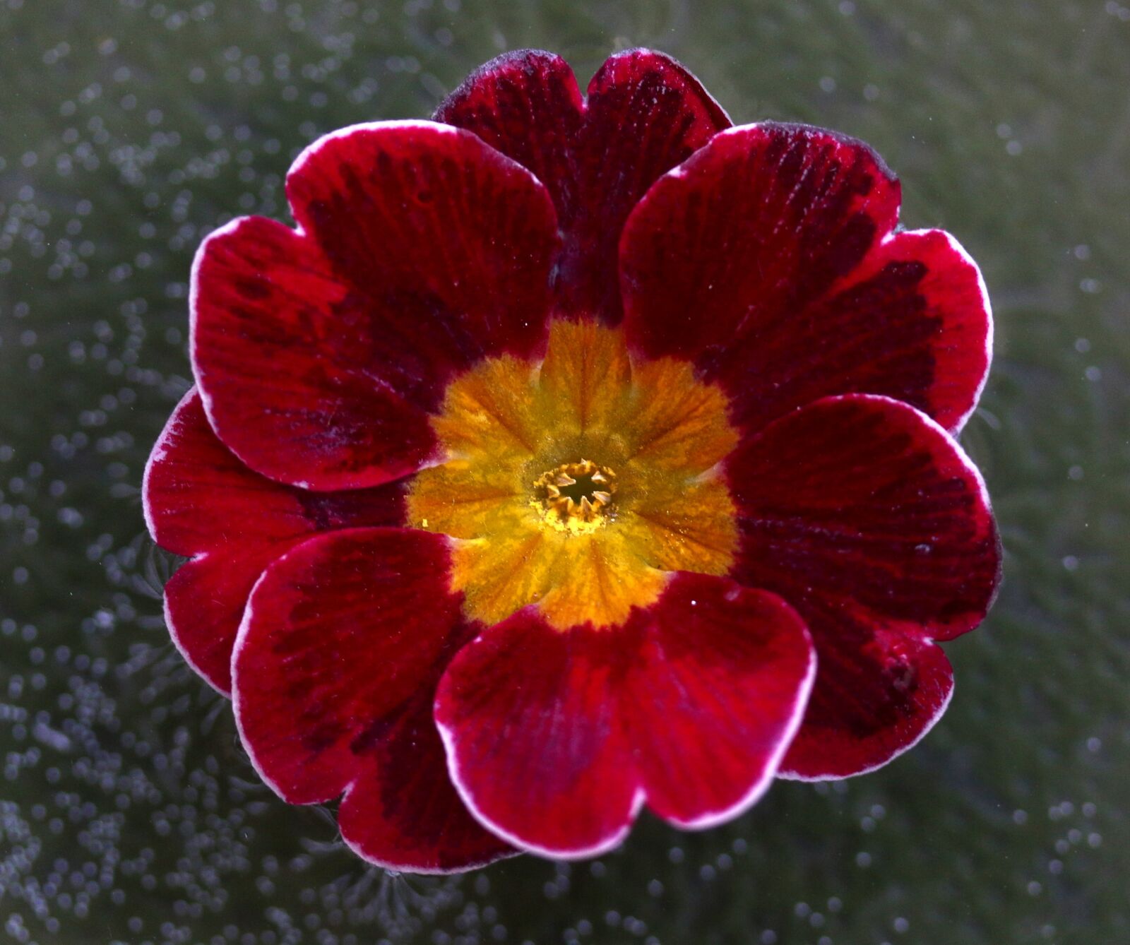 Canon EF-S 60mm F2.8 Macro USM sample photo. Flower, water, waterline photography