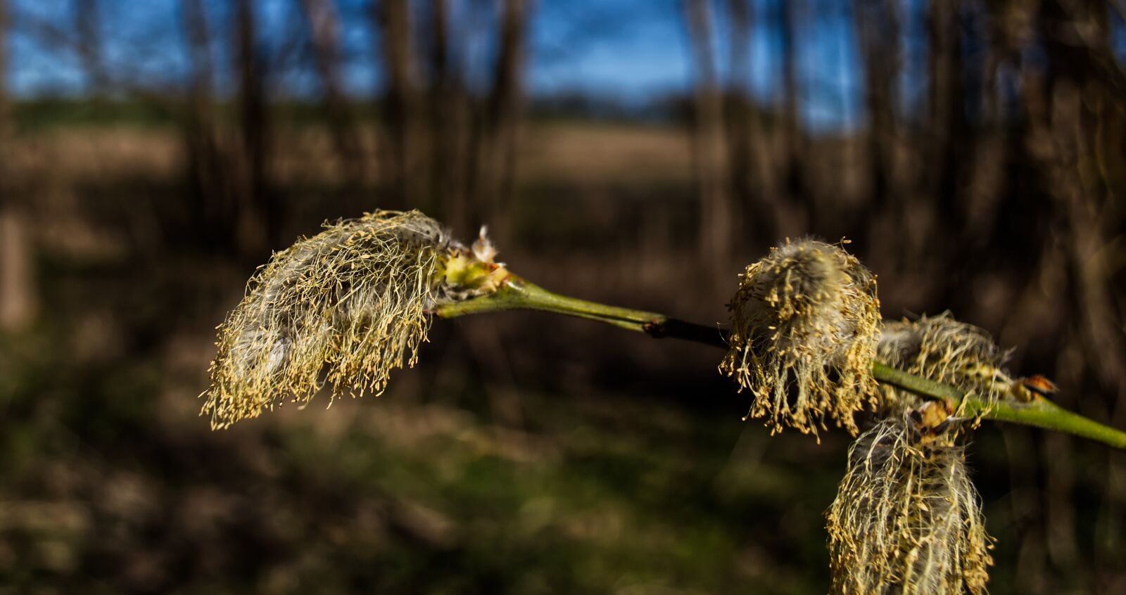 Nikon D5500 sample photo. Plant, nature, flower photography