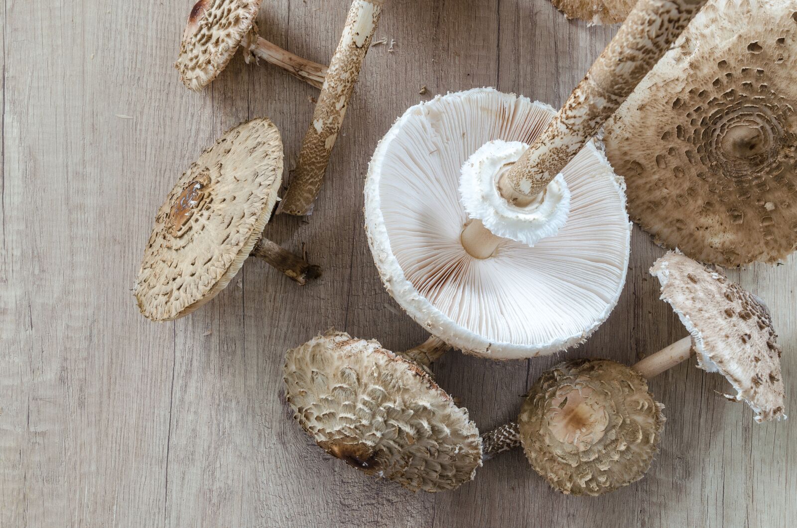 Nikon D5100 sample photo. Macrolepiota procera, parasol, collect photography