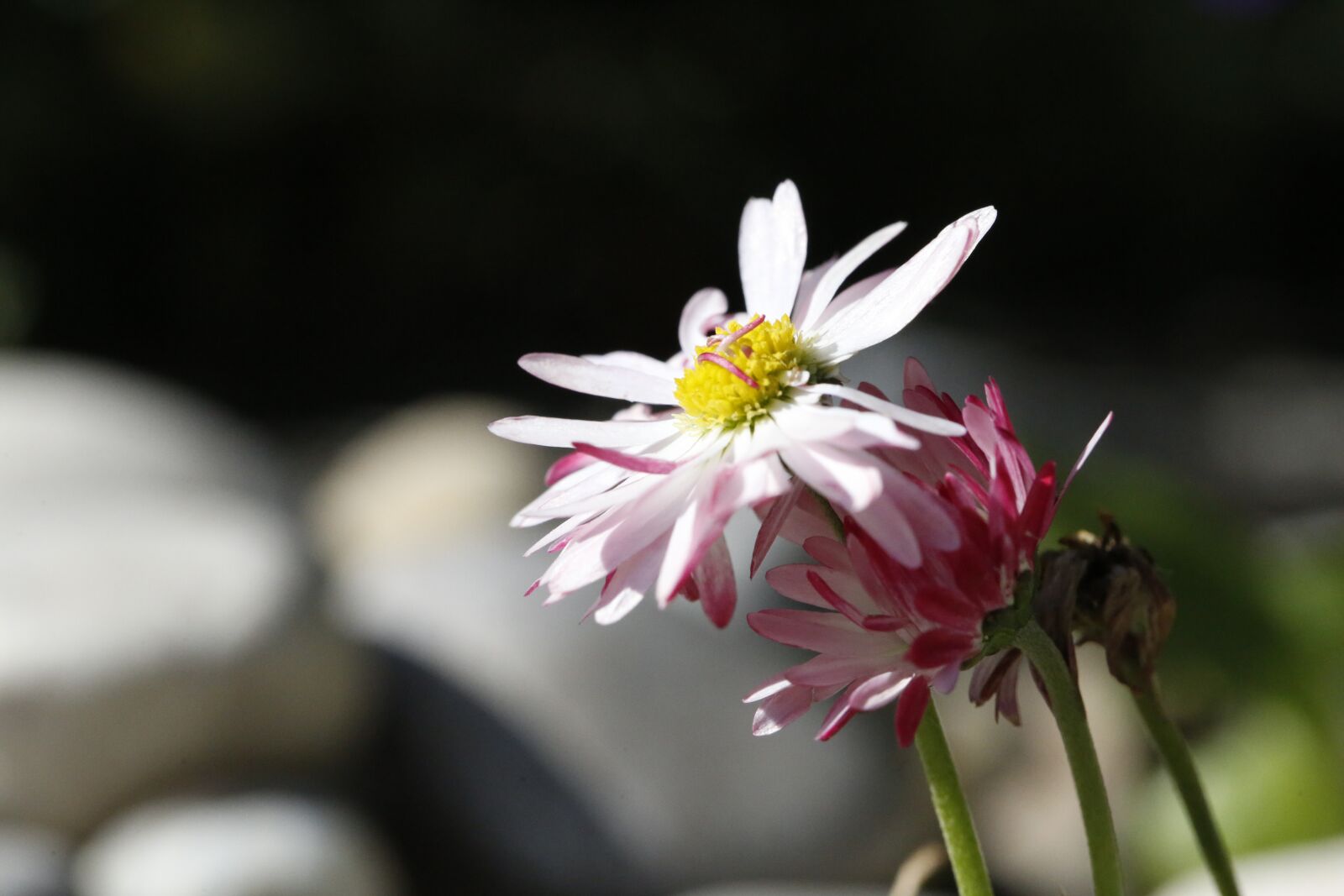 Canon EF 100mm F2.8L Macro IS USM sample photo. Flower, garden, spring photography