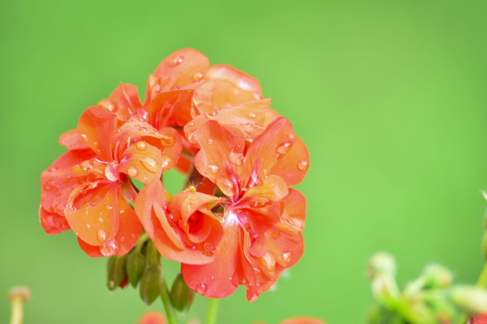 Nikon D3300 sample photo. Rose, flower, petal photography