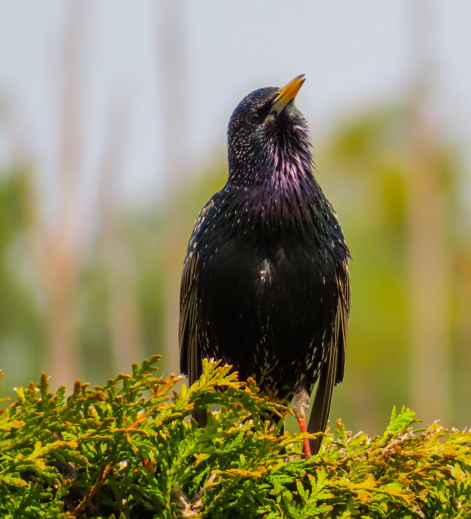 Canon PowerShot SX740 HS sample photo. Animal world, bird, star photography