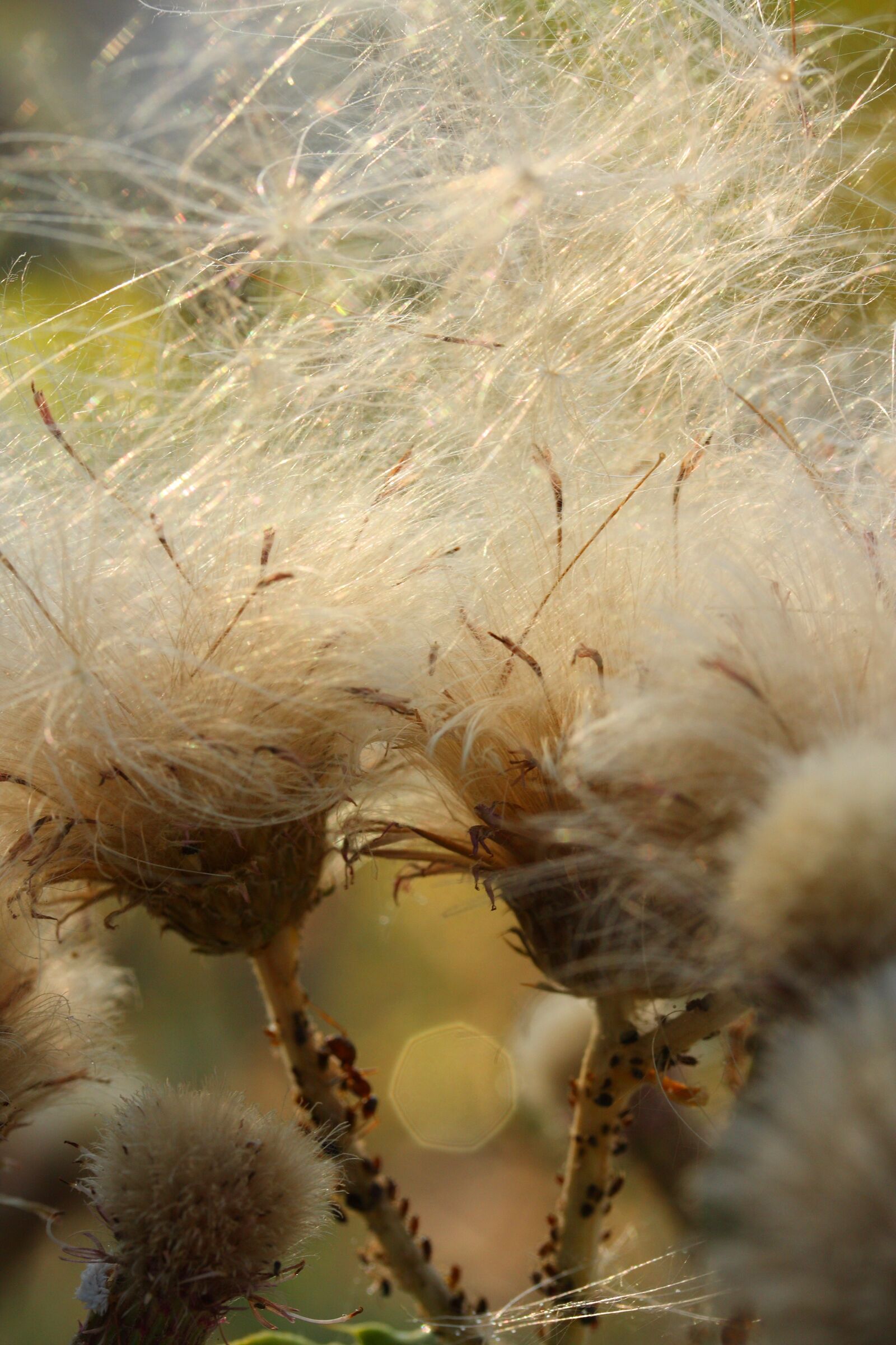 Canon EOS 40D sample photo. Plant, macro, nature photography