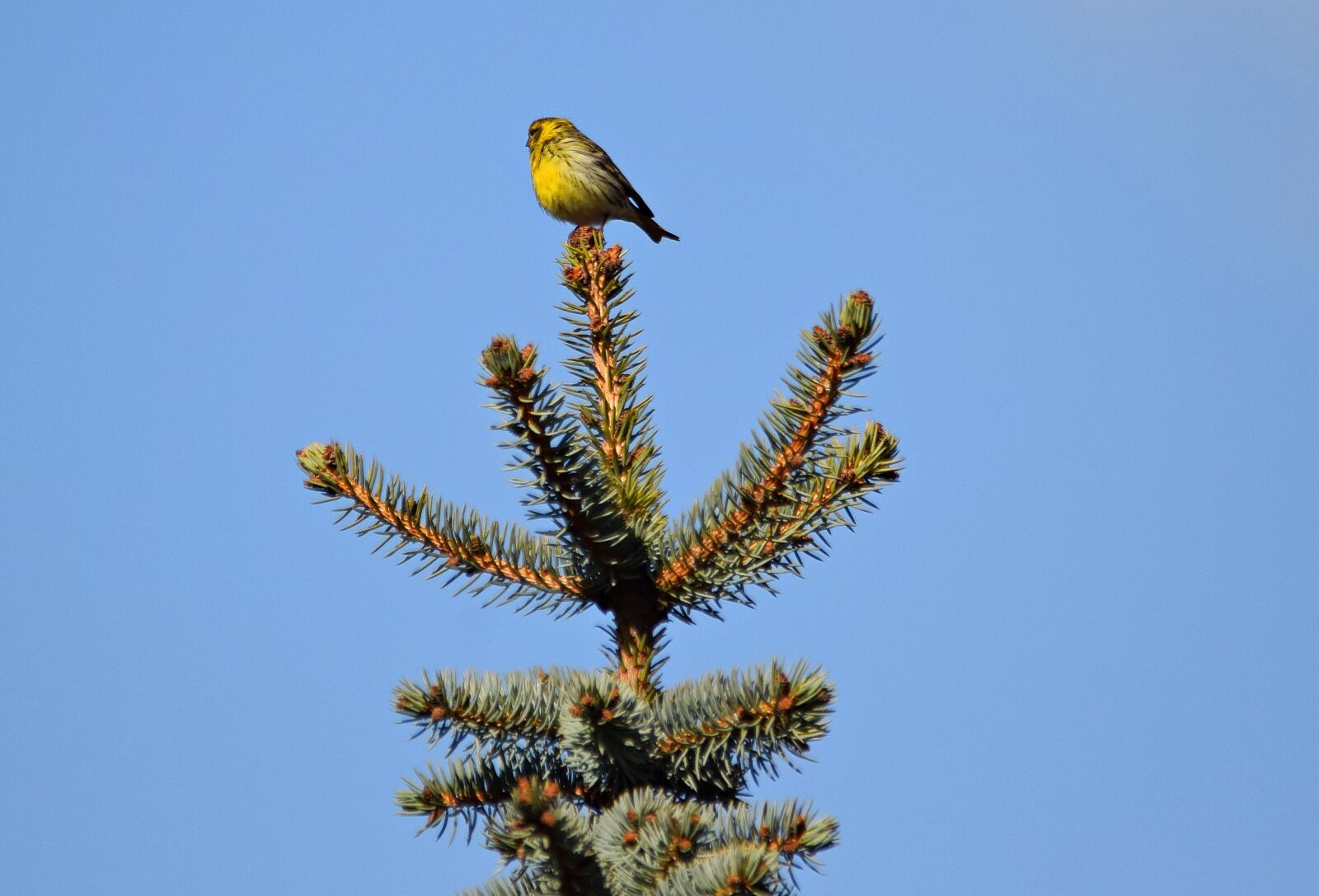 Nikon D5300 sample photo. Bird, nature, grass photography