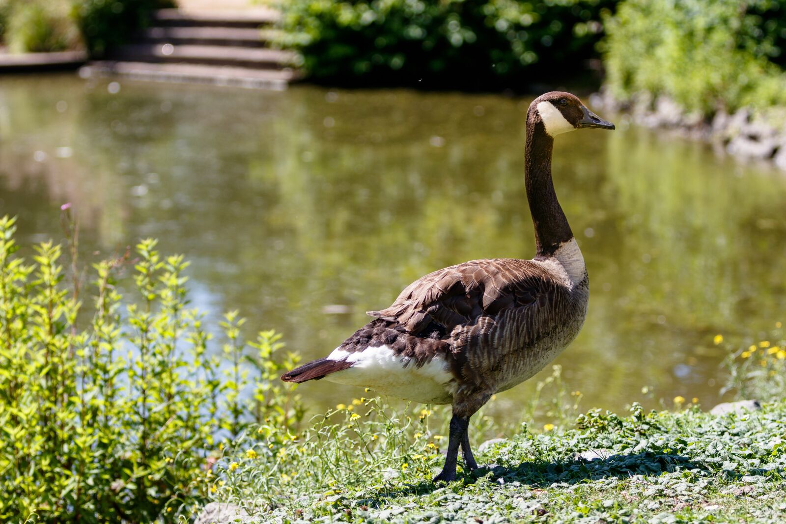 Canon EOS 80D sample photo. Geese, canada geese, birds photography