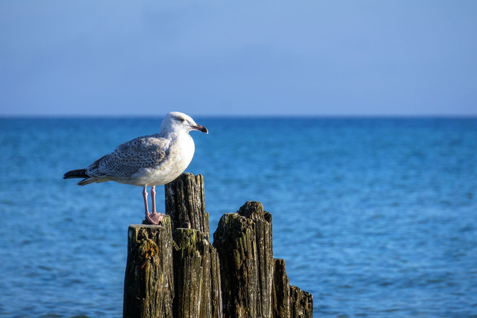 Sony a6000 sample photo. Sea, seagull, bird photography