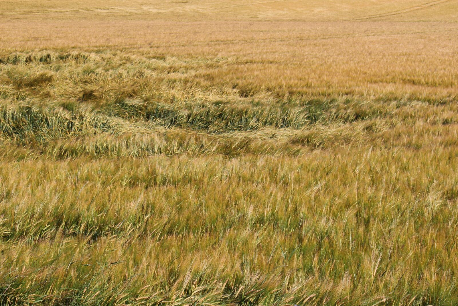 Canon EOS 100D (EOS Rebel SL1 / EOS Kiss X7) sample photo. Barley, field, wind photography