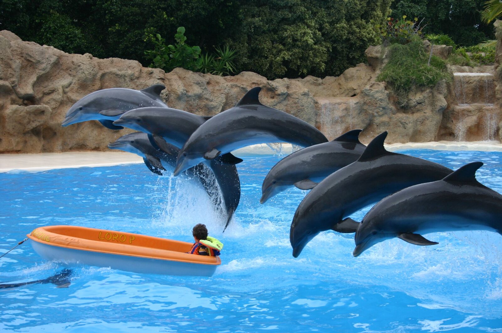Canon EOS 300D (EOS Digital Rebel / EOS Kiss Digital) sample photo. Dolphins, dolphin, vacations photography