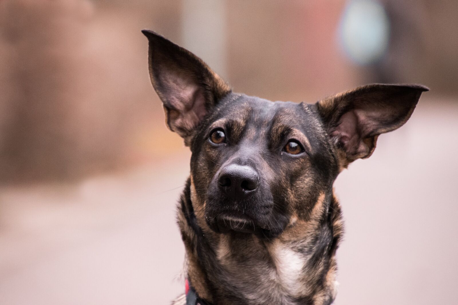 Nikon D3300 sample photo. Dog, pet, cute photography