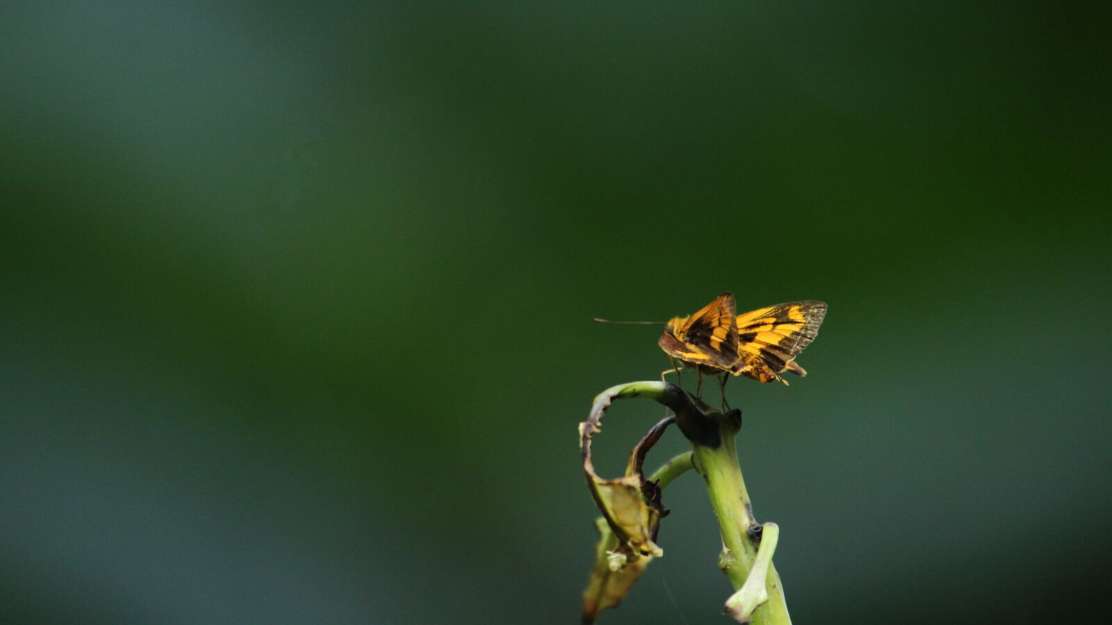 Canon EOS 1300D (EOS Rebel T6 / EOS Kiss X80) sample photo. Kerala, india, butterfly photography