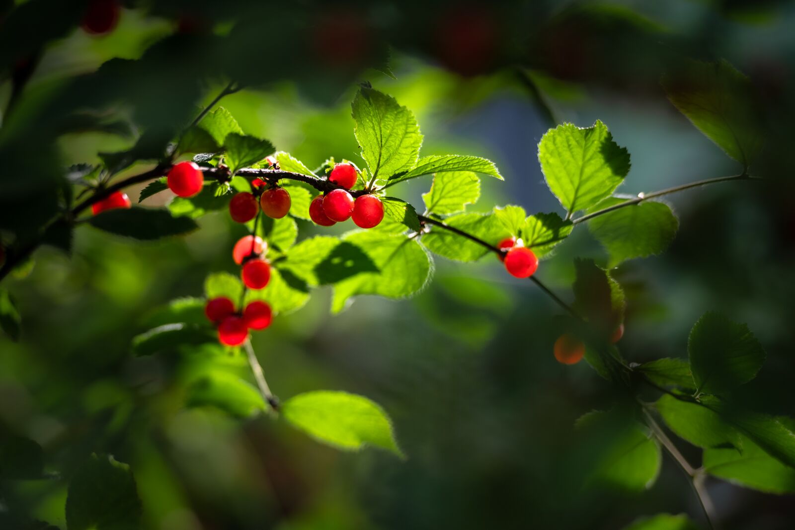 Nikon D850 sample photo. Cherry, red, new photography