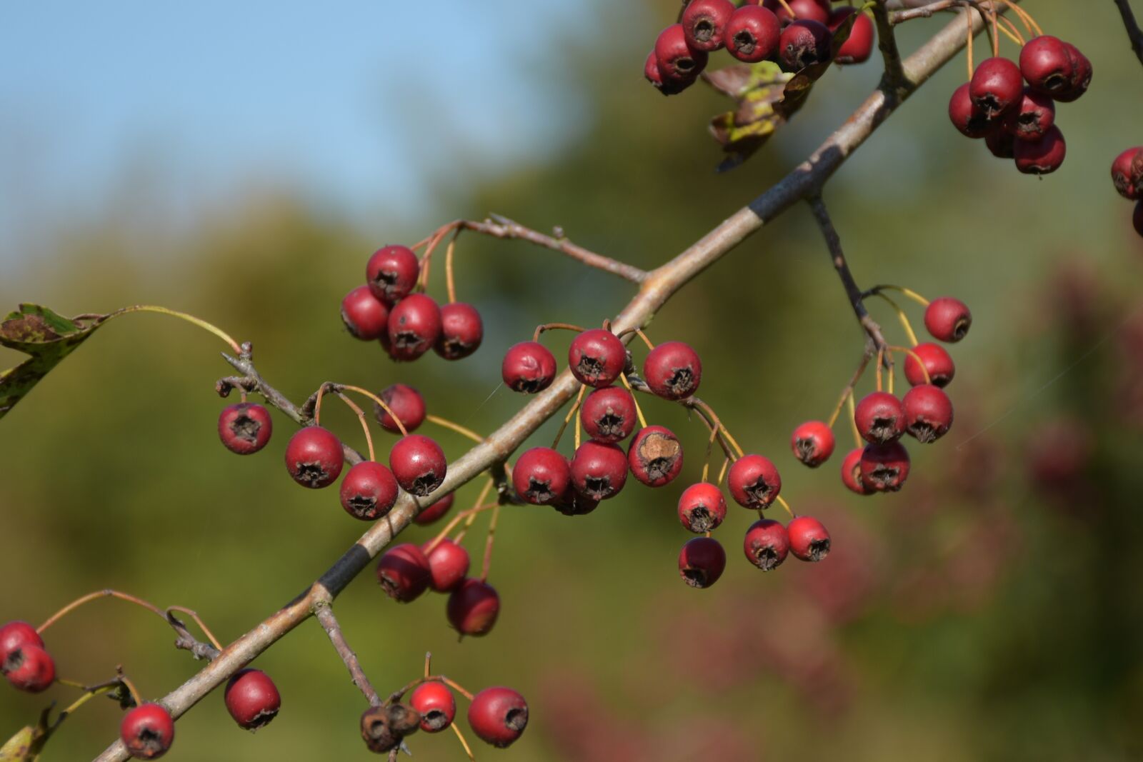 Nikon D7200 sample photo. Nature, shrub, autumn photography