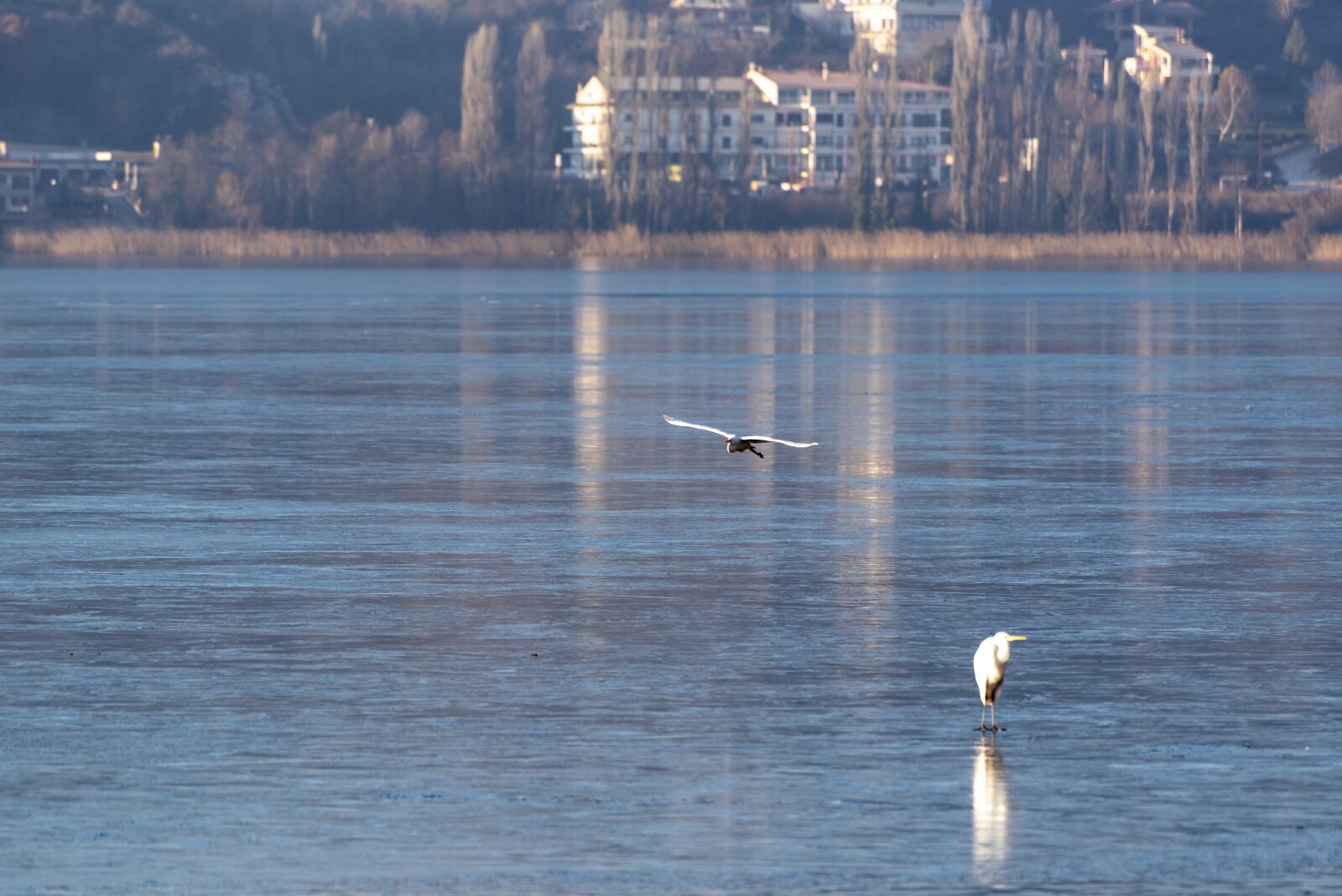 Nikon D750 sample photo. Ice, frozen, birds photography