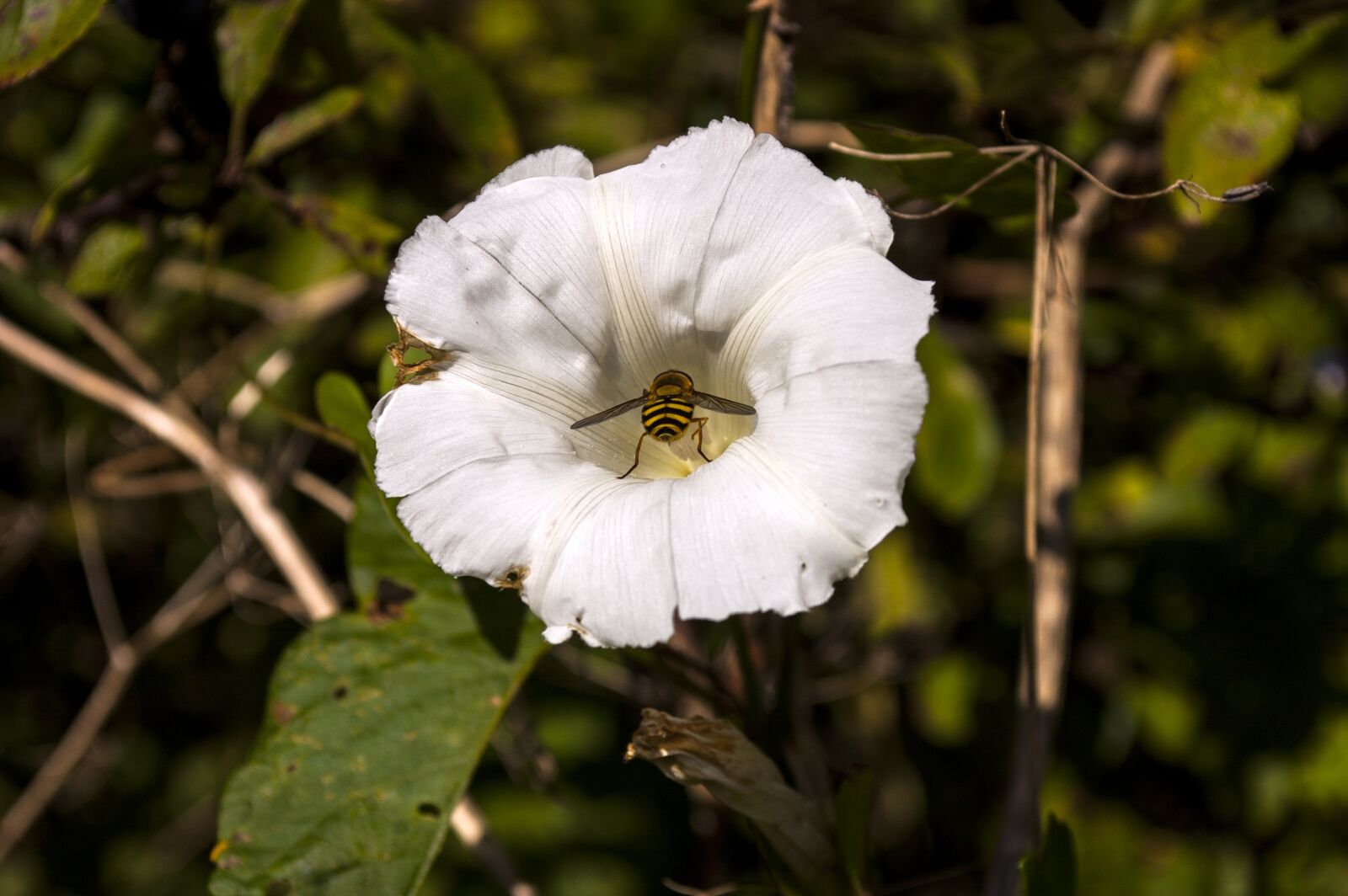 Nikon D40 sample photo. Insect, nature, flower photography