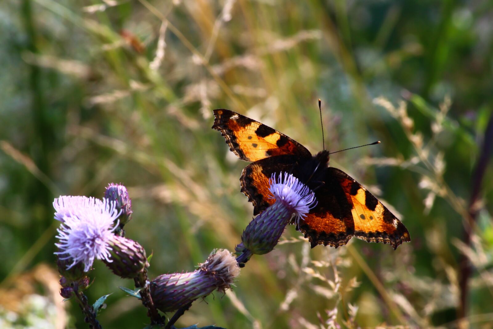 Canon EOS 700D (EOS Rebel T5i / EOS Kiss X7i) sample photo. Butterfly, little fox, backlighting photography