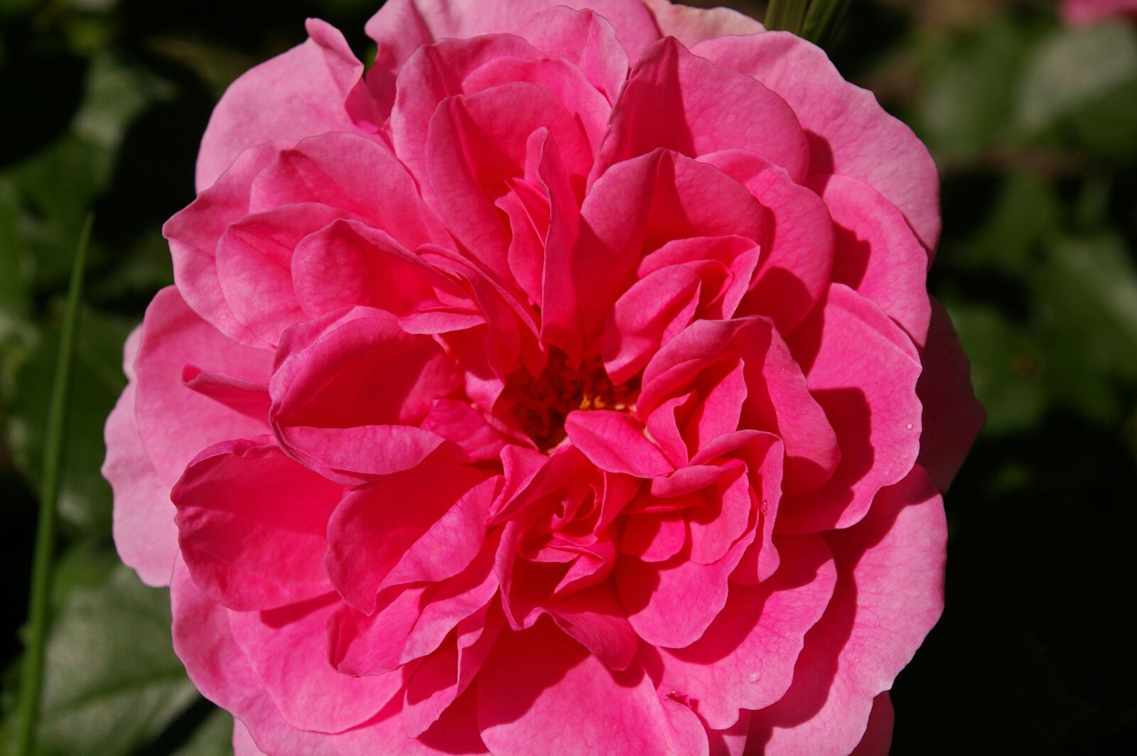 Pentax *ist DL2 sample photo. Rose, pink rose, scented photography