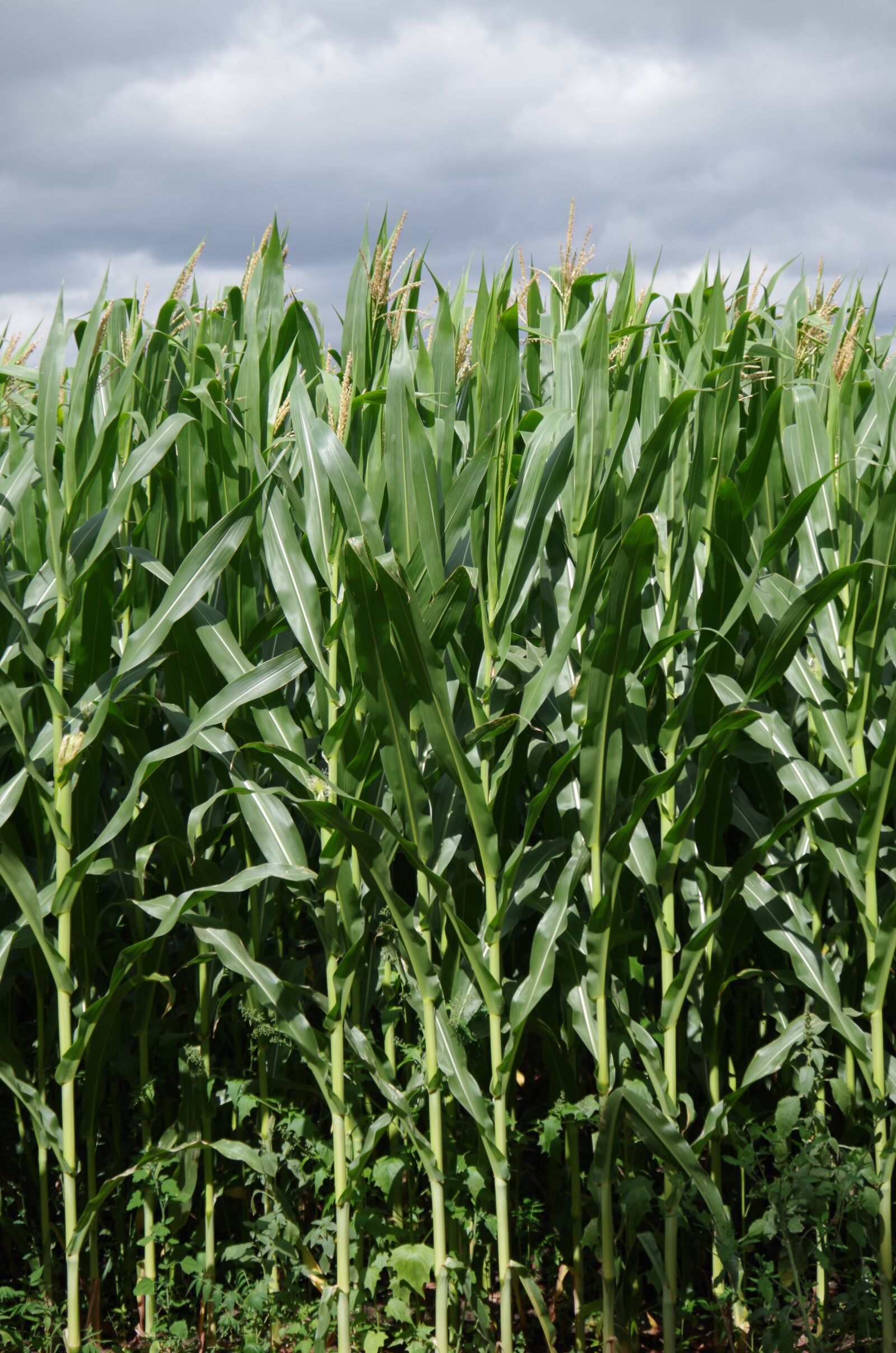 Pentax K-500 sample photo. Corn on the cob photography