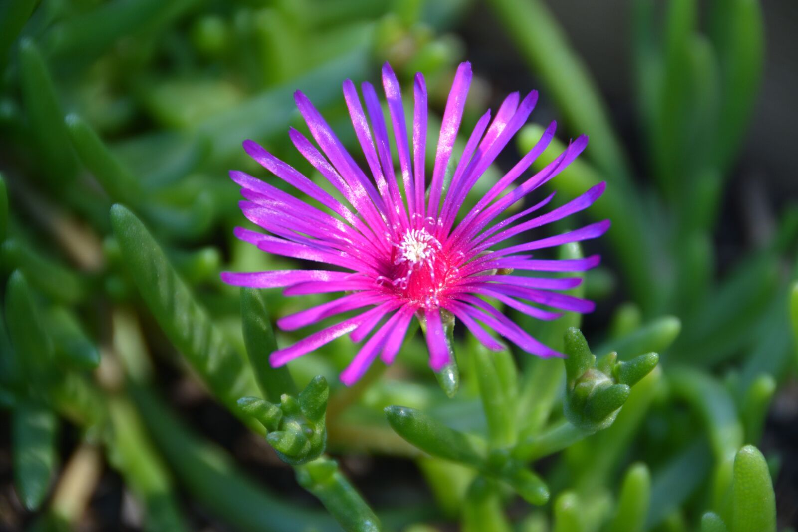 Nikon D7100 sample photo. Flower, violet, plants photography