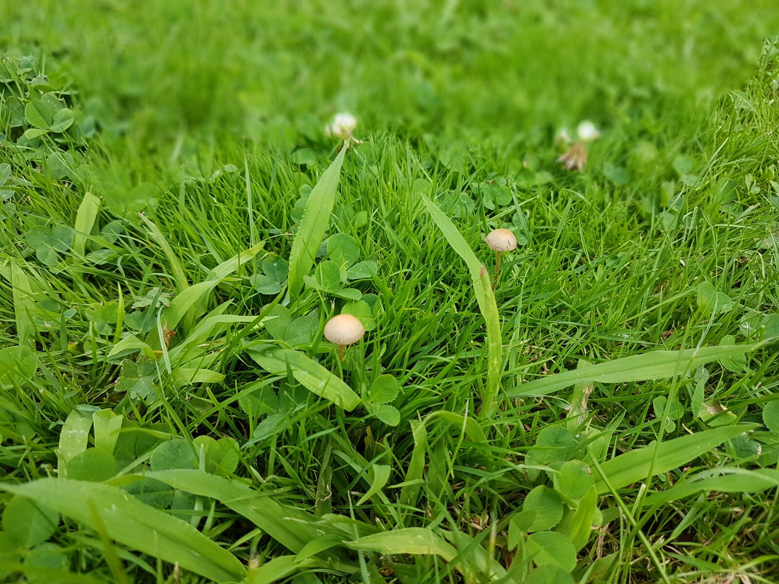 Samsung Galaxy S7 Edge sample photo