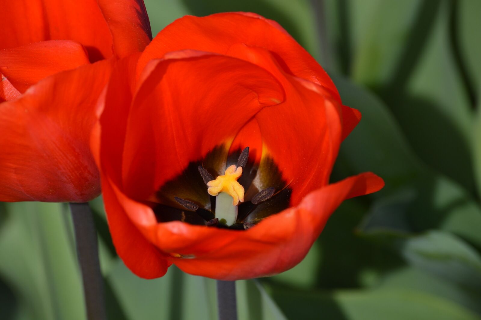 Nikon D3200 sample photo. Red, tulips, northwest photography