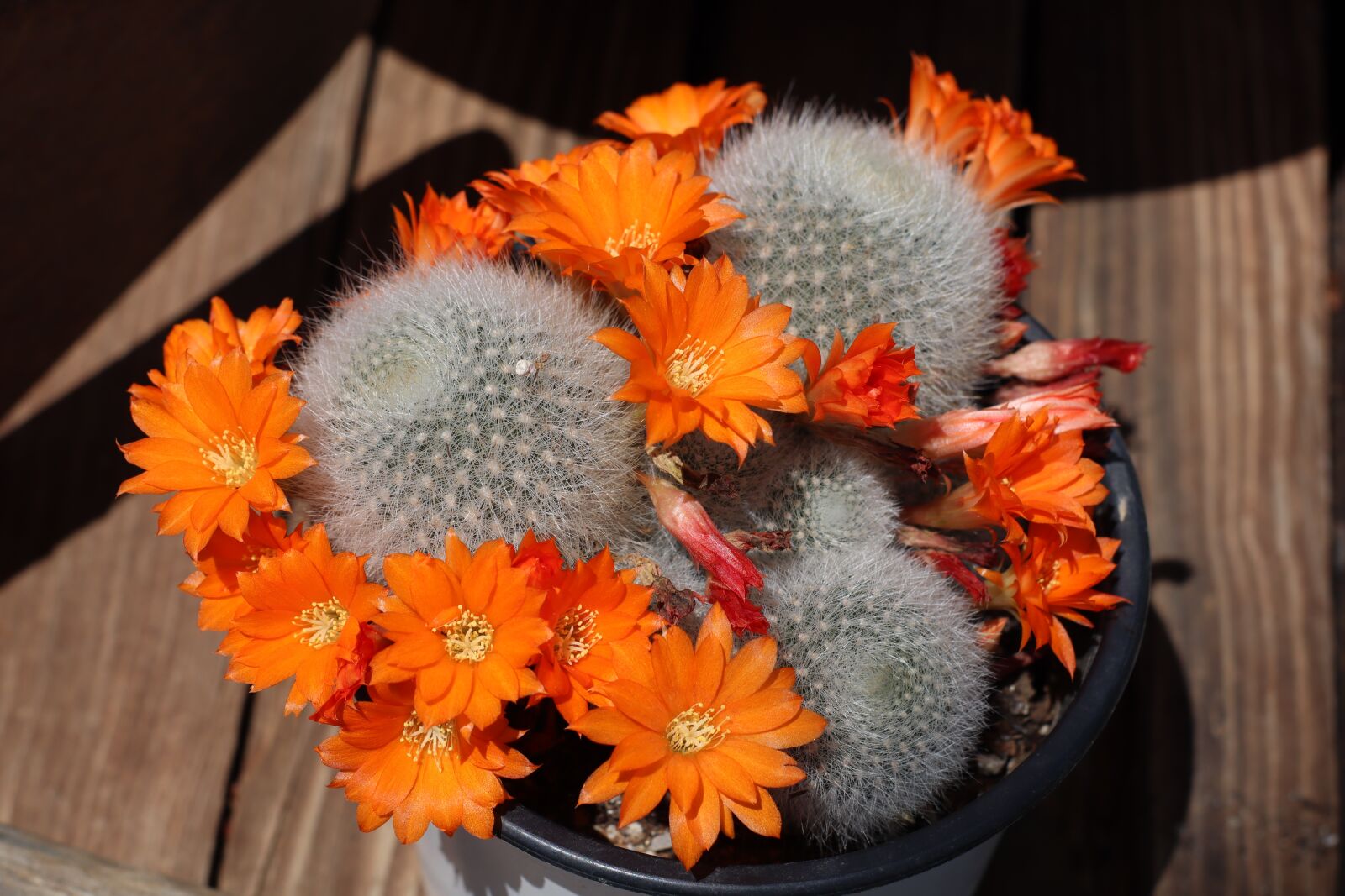 Canon EOS M50 (EOS Kiss M) sample photo. Rebutia, rebutia muscula, flowers photography