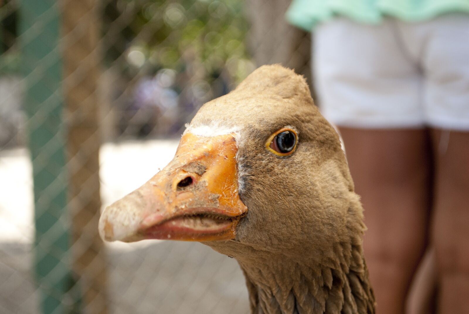 Nikon D80 sample photo. Duck, animals, birds photography
