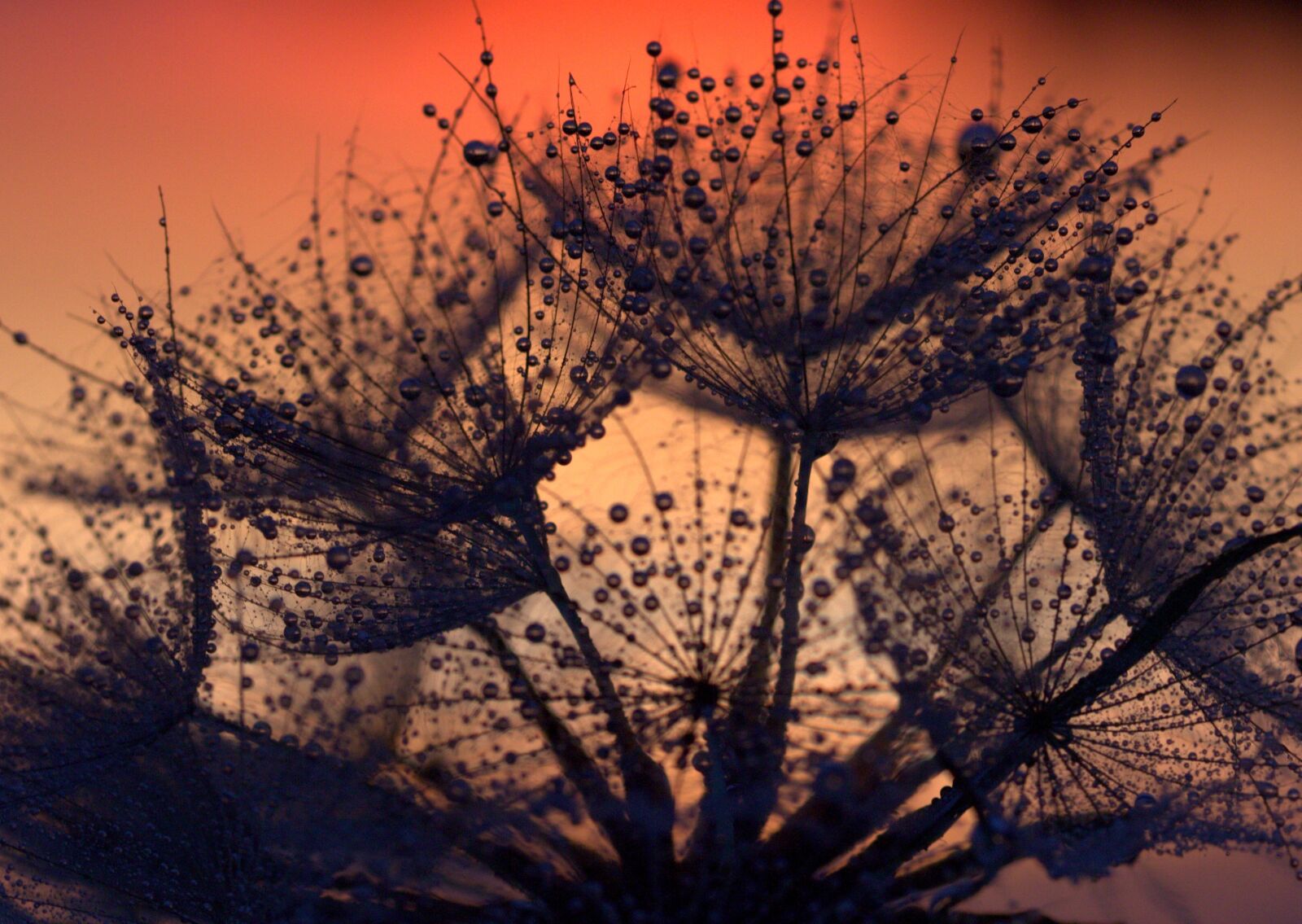 Canon EF-S 60mm F2.8 Macro USM sample photo. Dandelion, sunset, drops photography