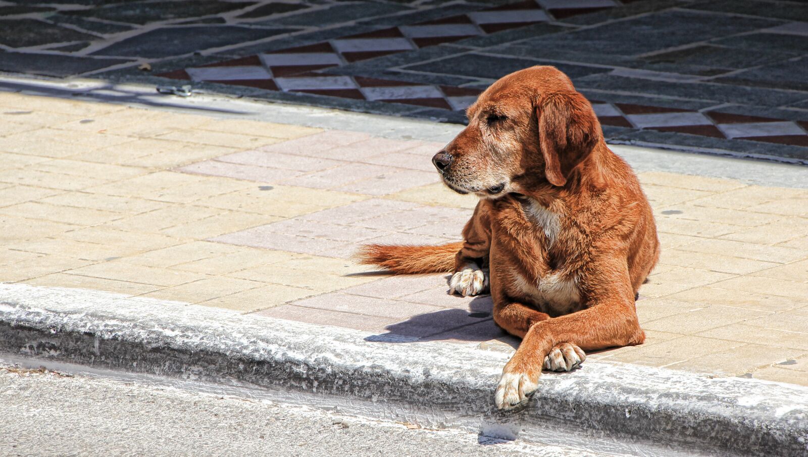 Canon EOS 550D (EOS Rebel T2i / EOS Kiss X4) sample photo. Dog, guard dog, quiet photography
