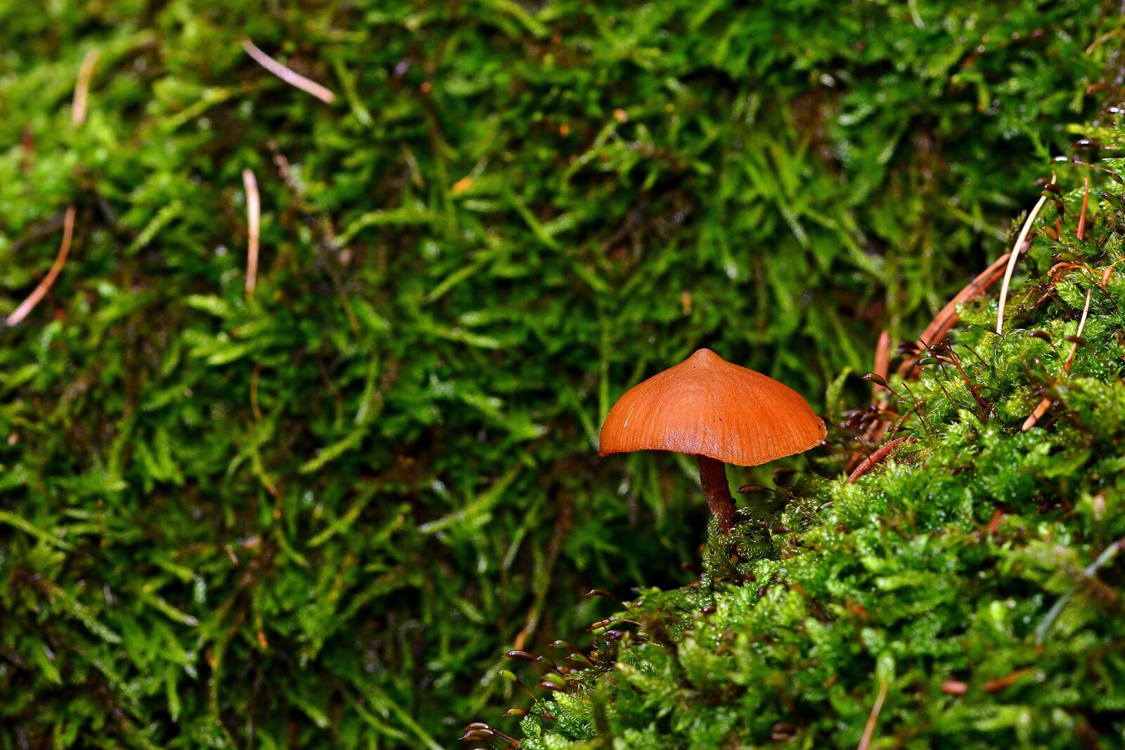 Nikon D5200 sample photo. Forest, nature, small mushroom photography