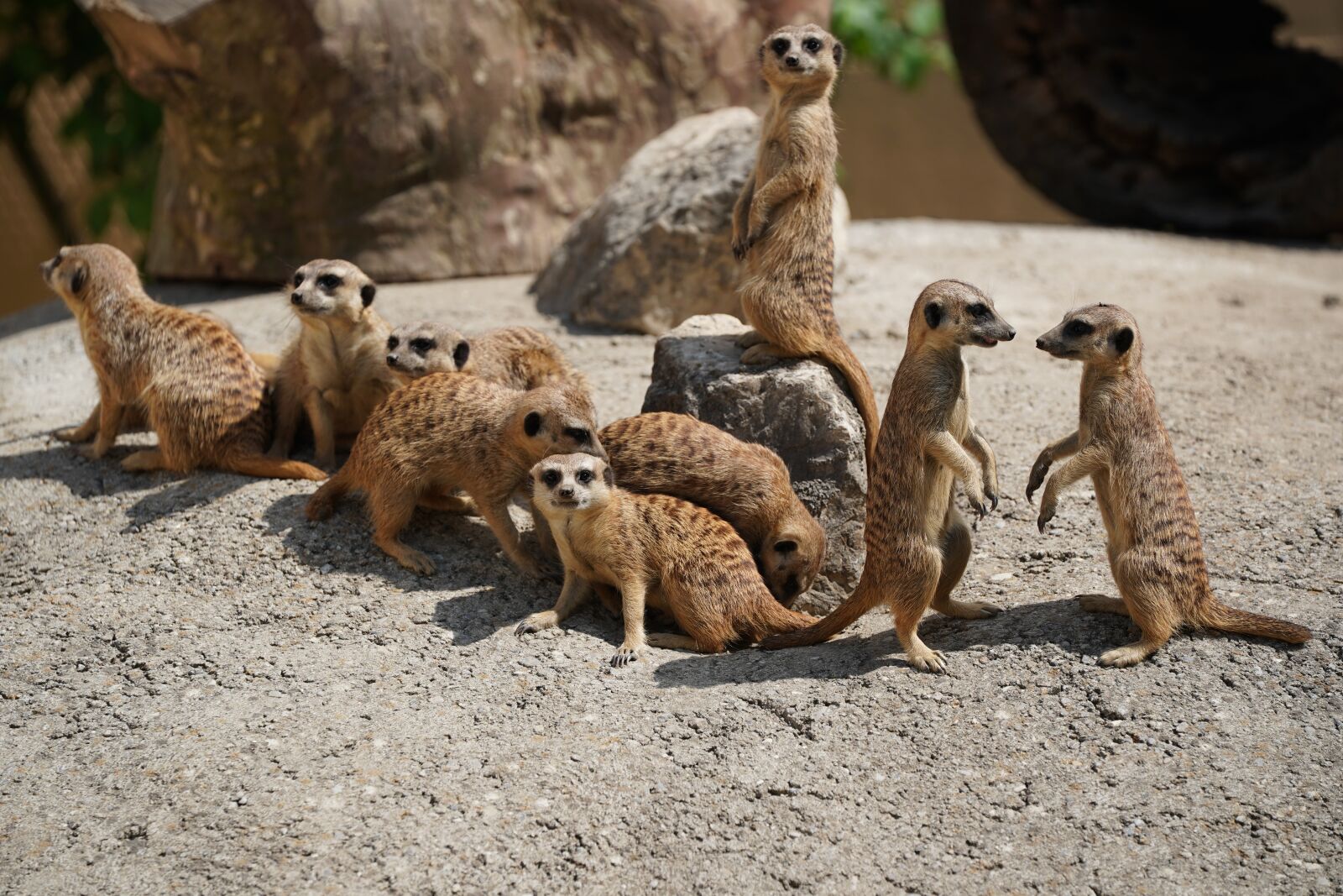 Sony FE 70-200mm F2.8 GM OSS sample photo. Family, pack, horde photography