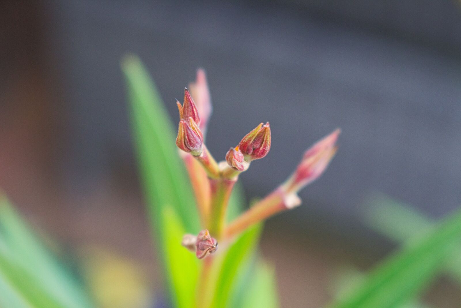 Canon EOS 700D (EOS Rebel T5i / EOS Kiss X7i) sample photo. Spring, flower, nature photography