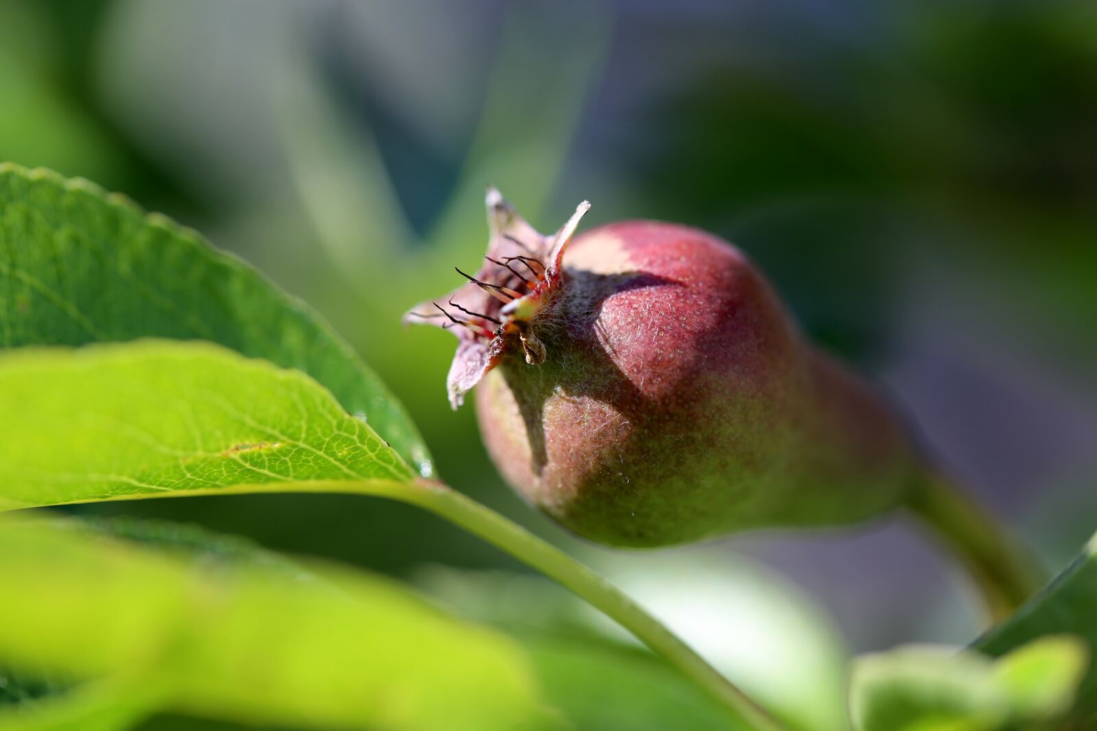 Canon EF 100mm F2.8L Macro IS USM sample photo. Pear, fruit, pears photography