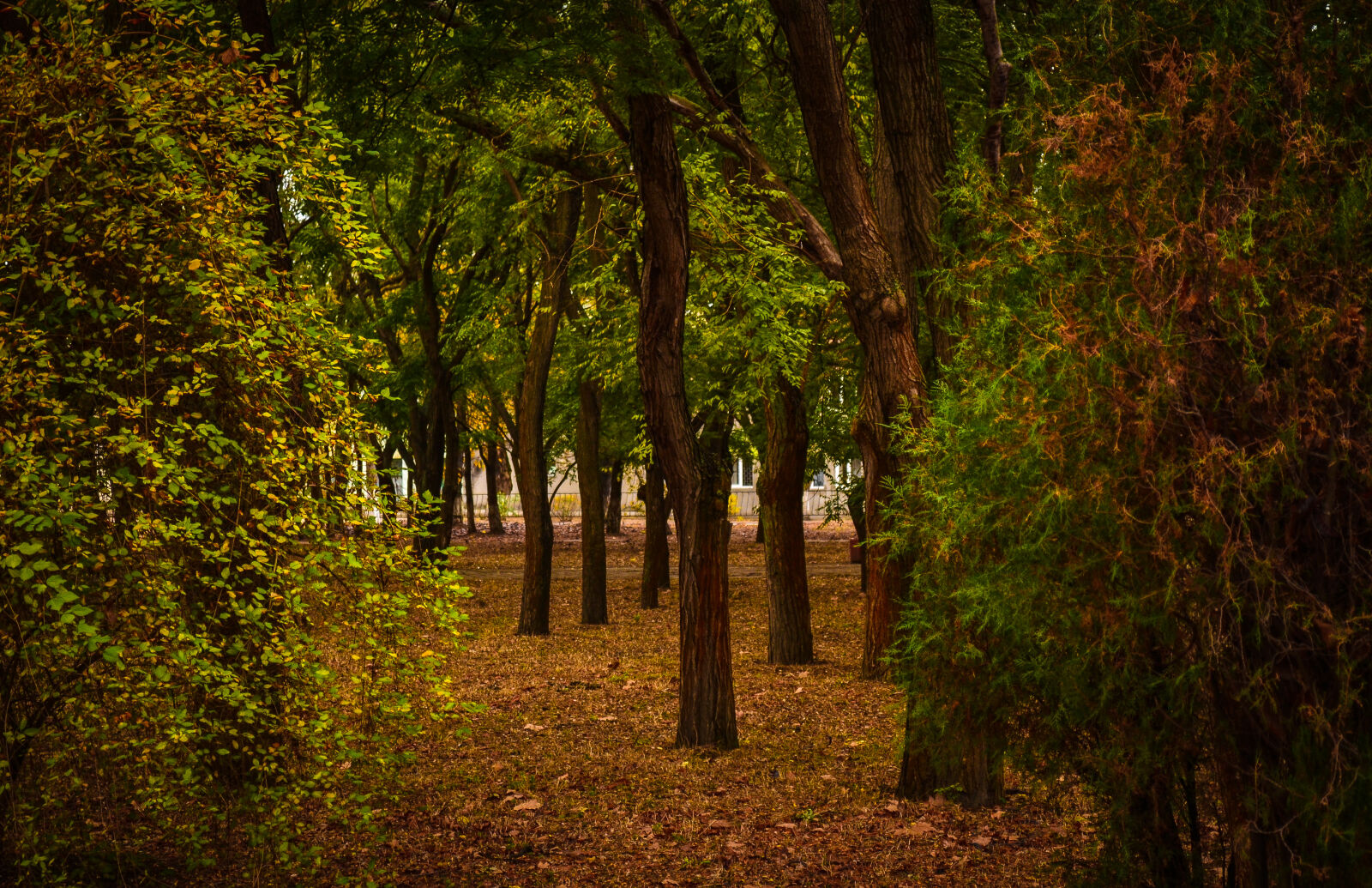 Nikon D3100 sample photo. Autumn, city, park, leaves photography