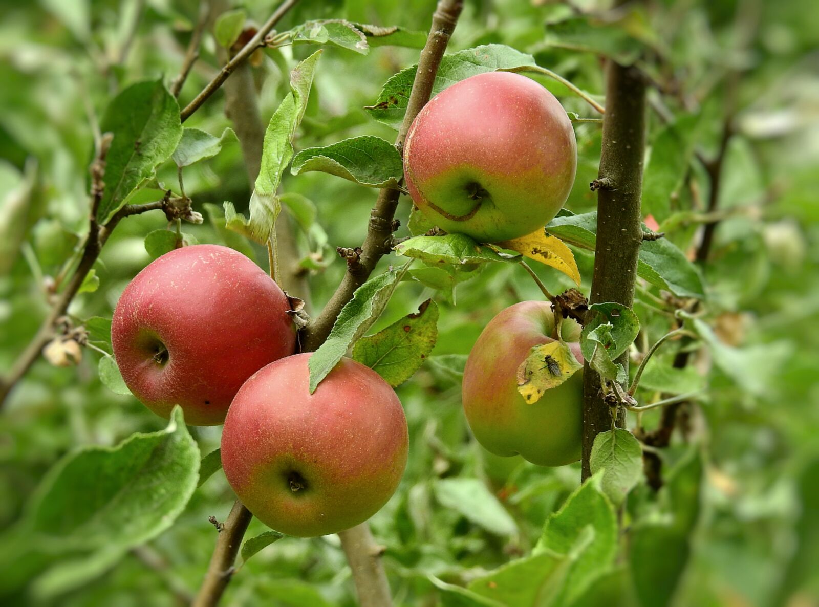 Nikon Coolpix P900 sample photo. Apples, fruit, food photography