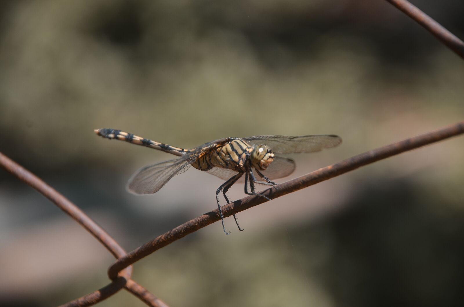 Nikon D5100 sample photo. Dragonfly, moment, metal fence photography