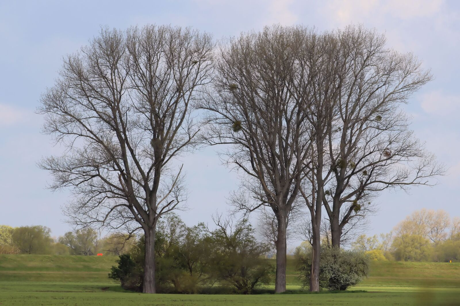 Canon EOS 600D (Rebel EOS T3i / EOS Kiss X5) sample photo. Mistletoe, trees, nature photography