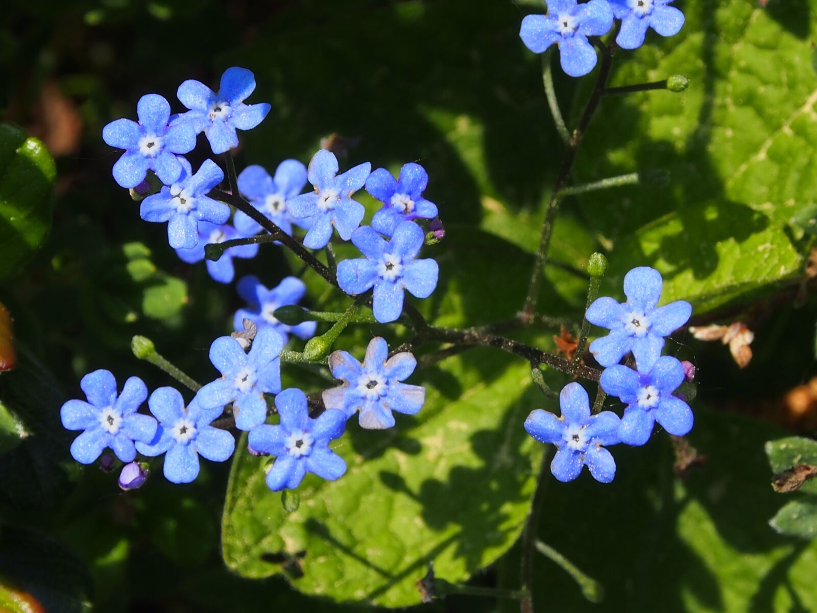 Olympus OM-D E-M5 sample photo. Blue, spring, forget me photography