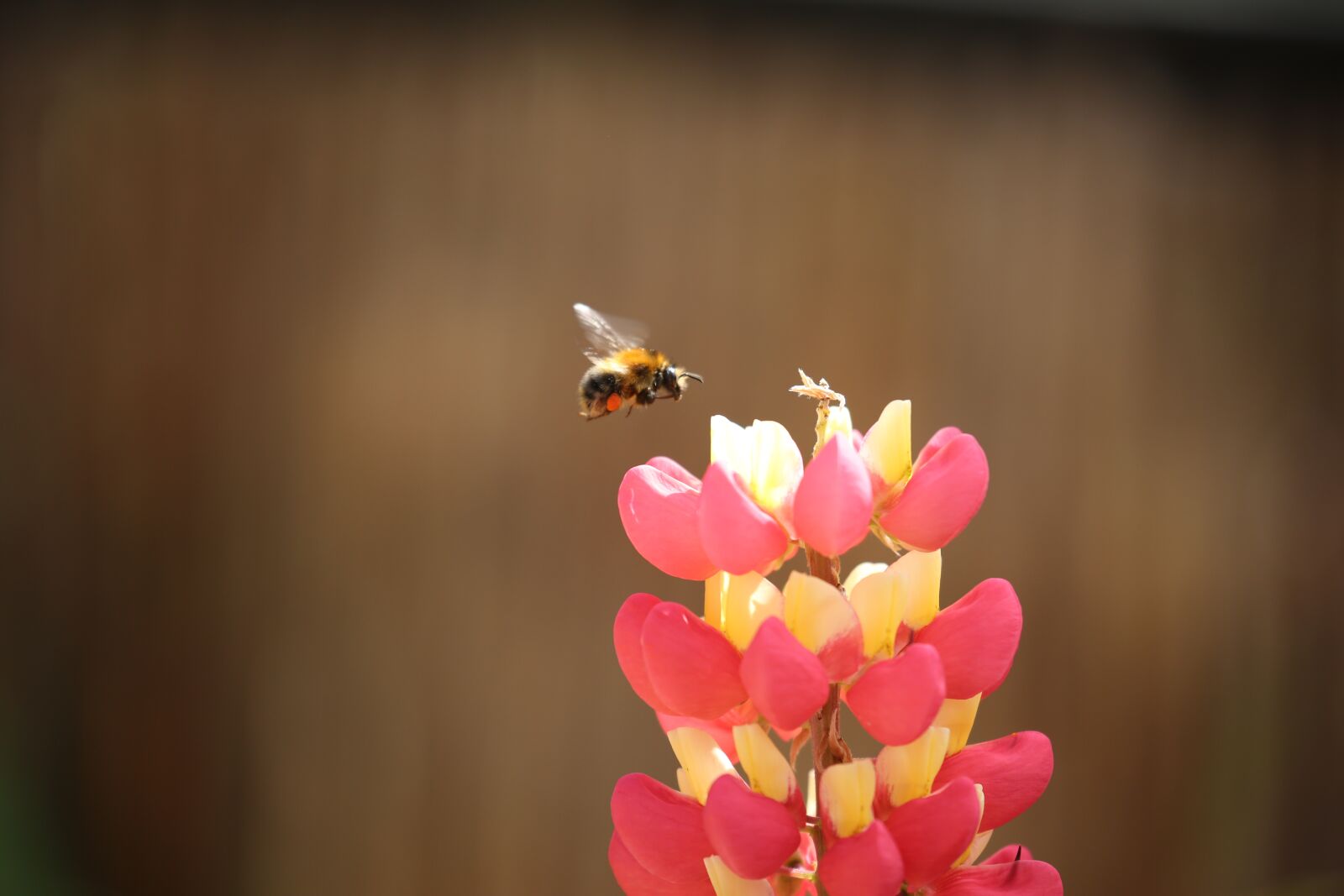 Canon EOS 5D Mark III sample photo. Hummel, animal, insect photography