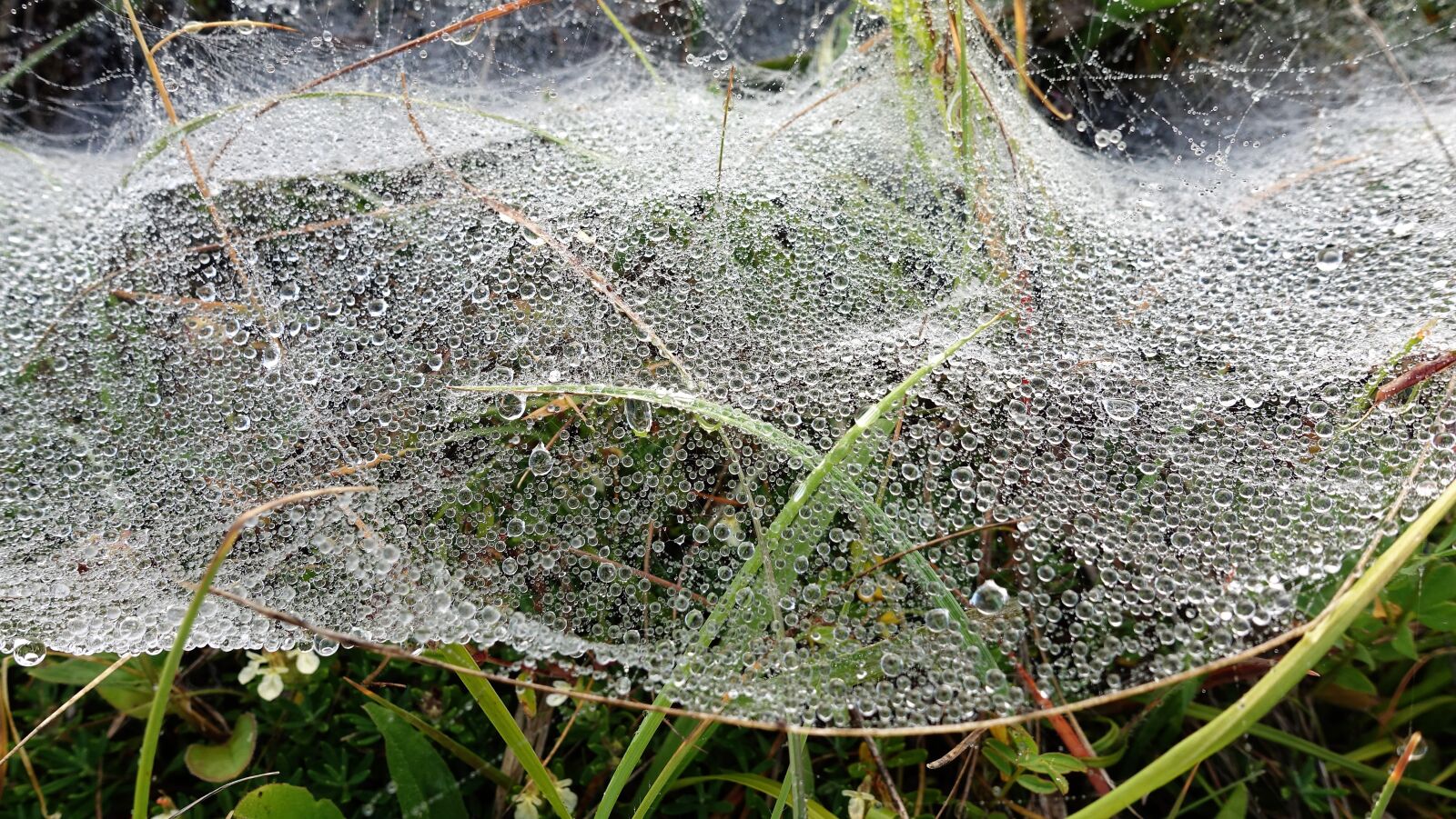 Sony Cyber-shot DSC-RX100 IV sample photo. Nature, cobweb, dew photography
