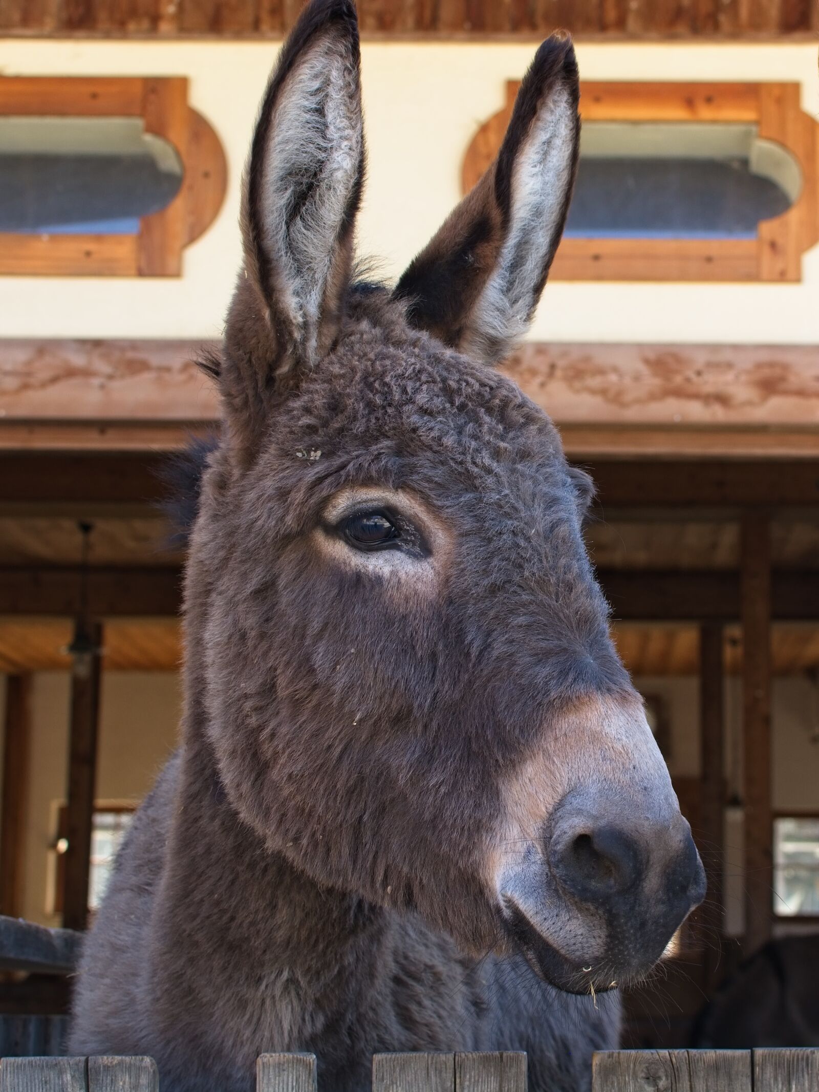 Nikon AF-S DX Nikkor 35mm F1.8G sample photo. Donkey, head, ears photography