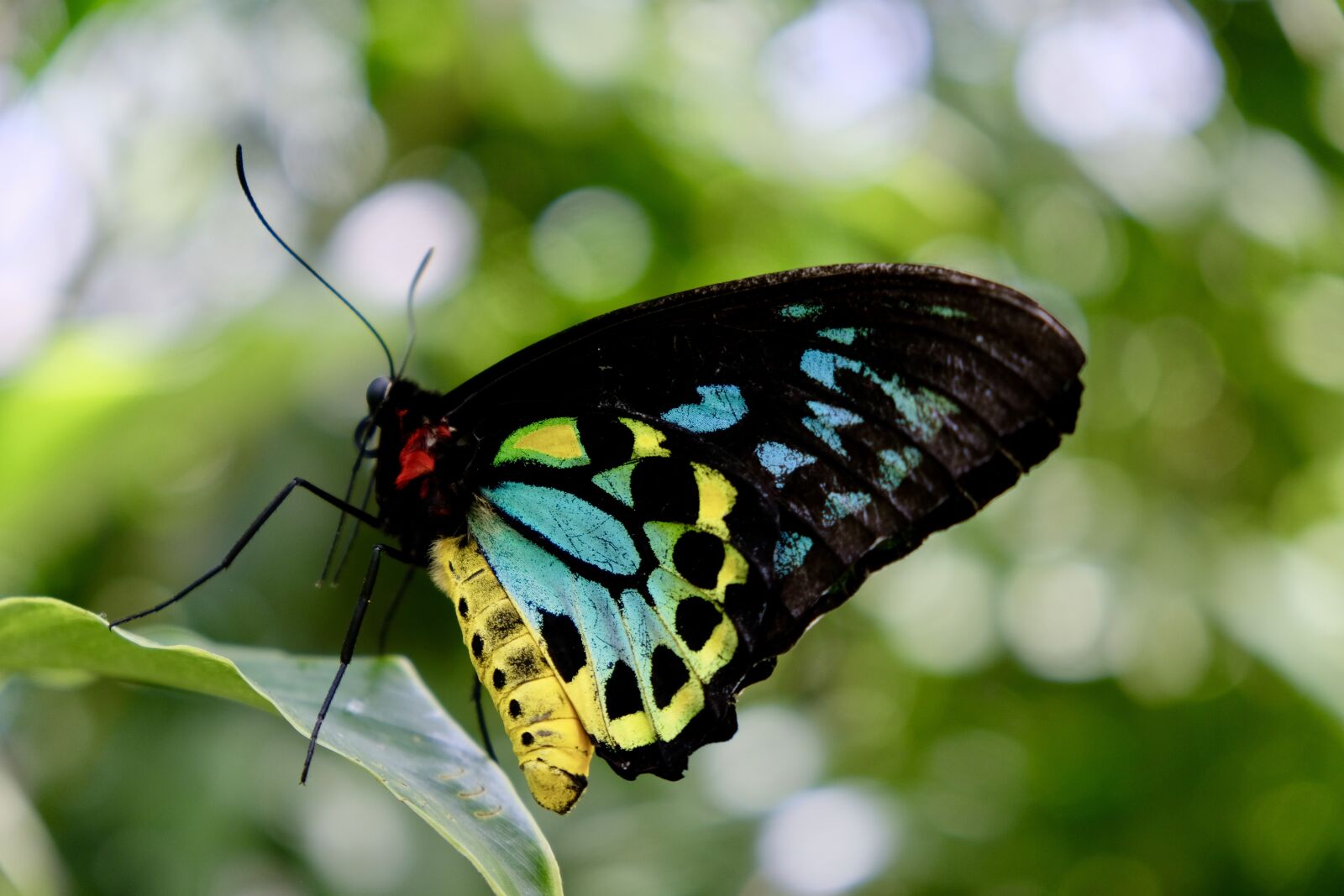 Fujifilm X-T20 sample photo. Cairns, birdwing, butterfly photography