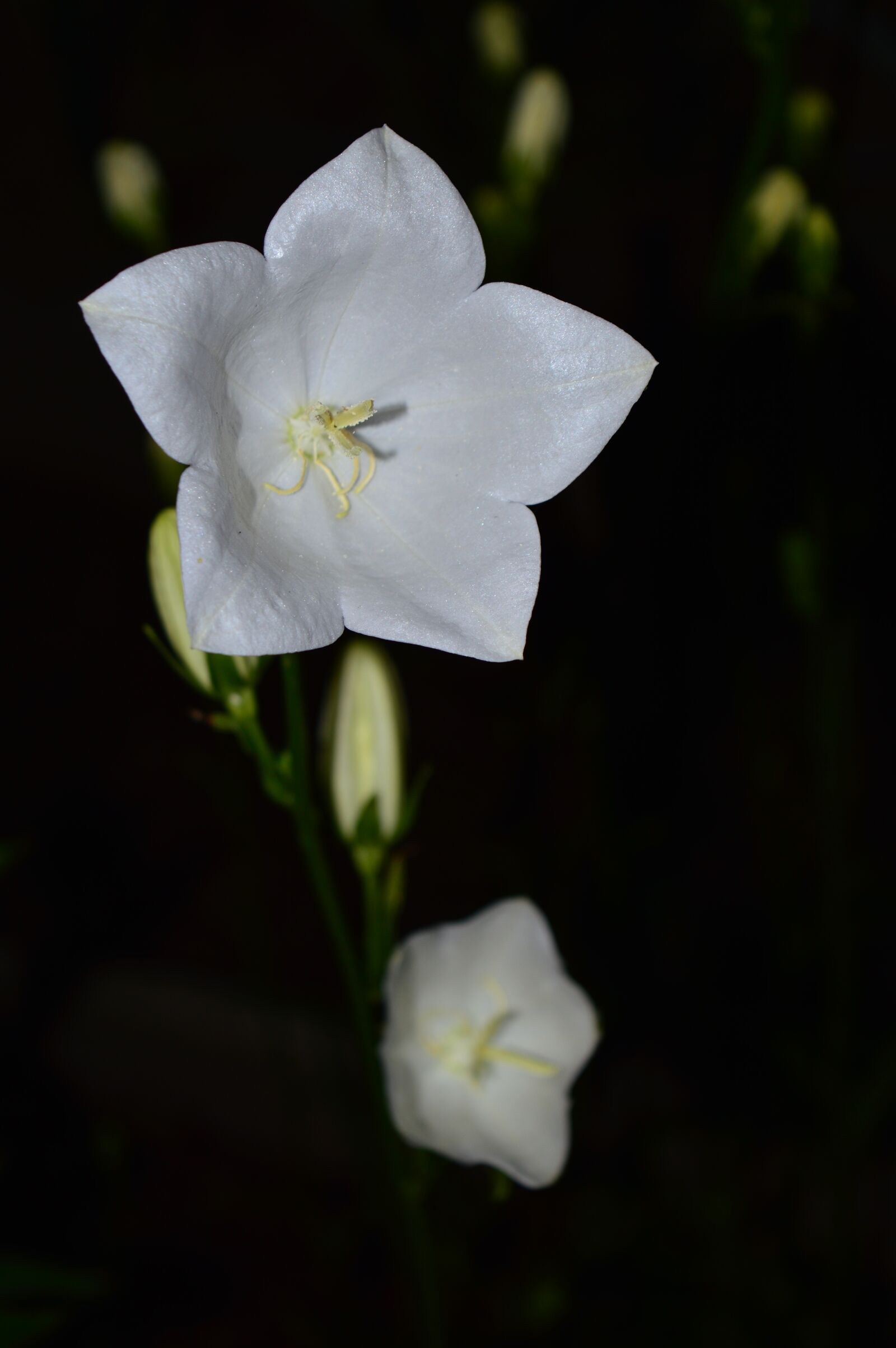 Nikon D3200 sample photo. Bell, white, flower photography