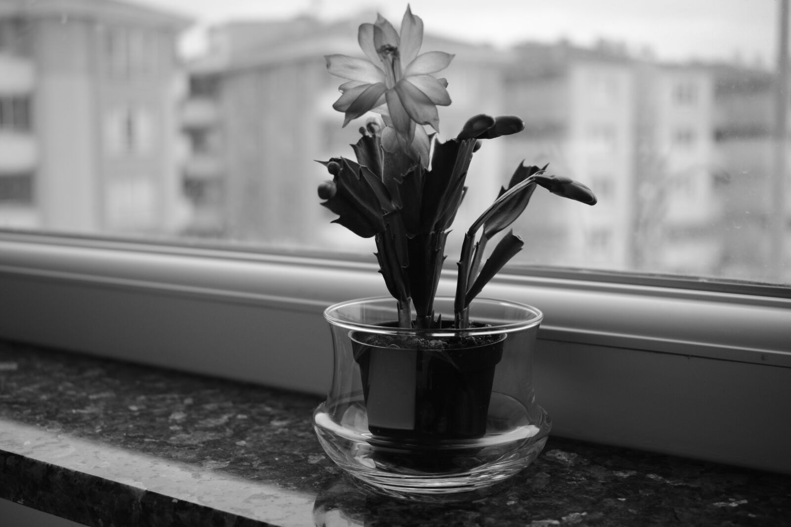 Nikon D5200 sample photo. Flower, cactus, window photography
