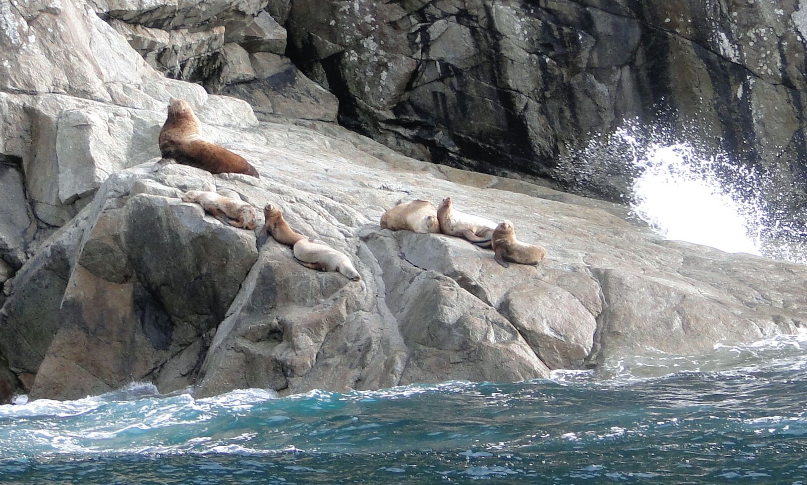 Sony DSC-HX1 sample photo. Sea lions, alaska, fiord photography