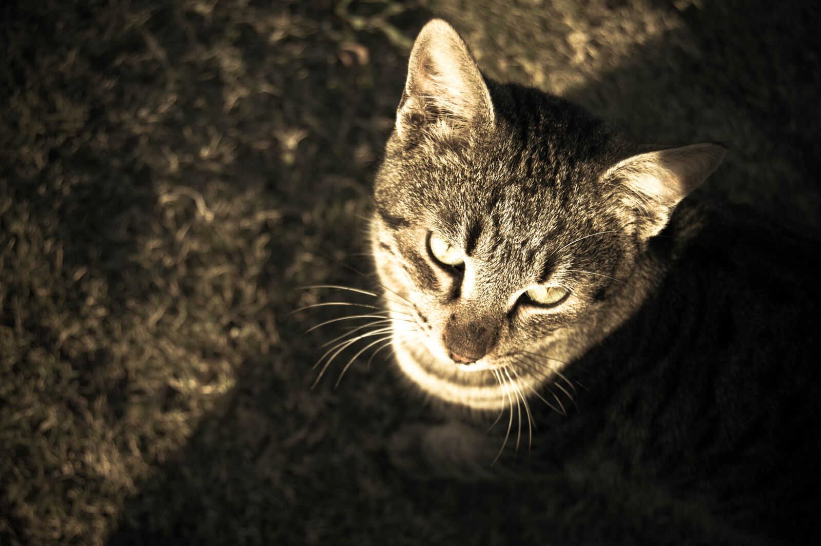 Nikon D3200 sample photo. Cat, animal, pet photography