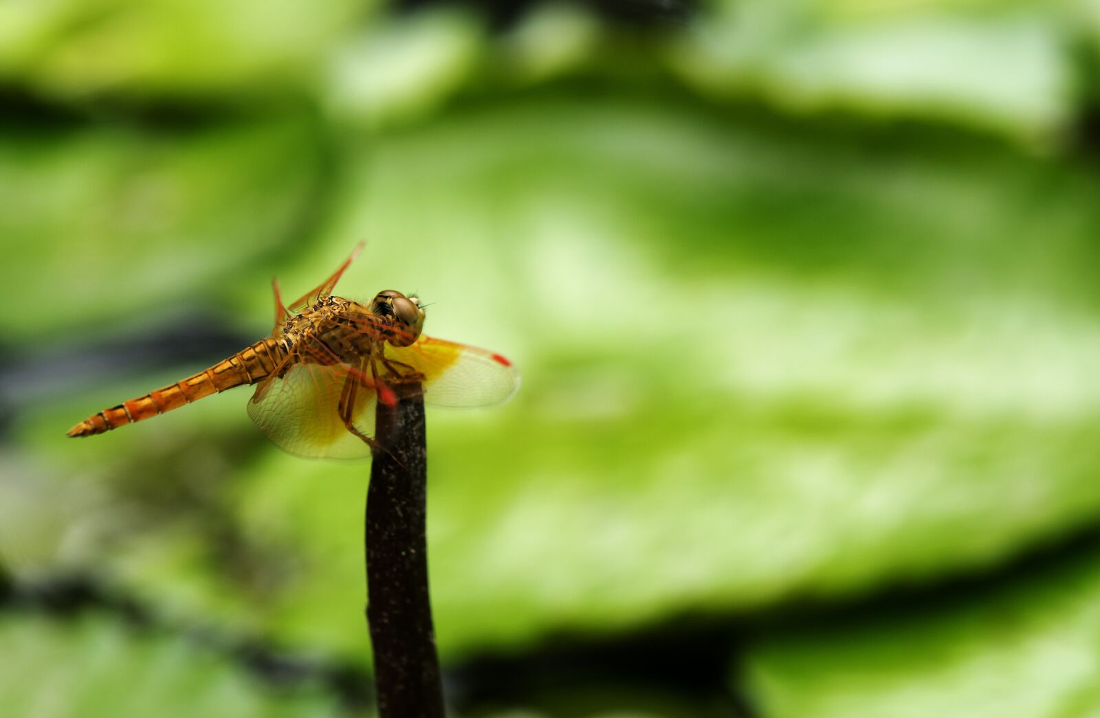 Nikon D3300 sample photo. Dragonfly, the park, natural photography