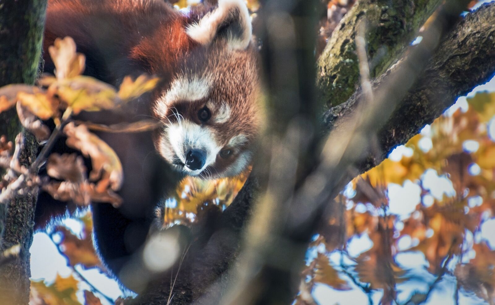 Canon EOS 70D sample photo. Red panda, cute, climbs photography