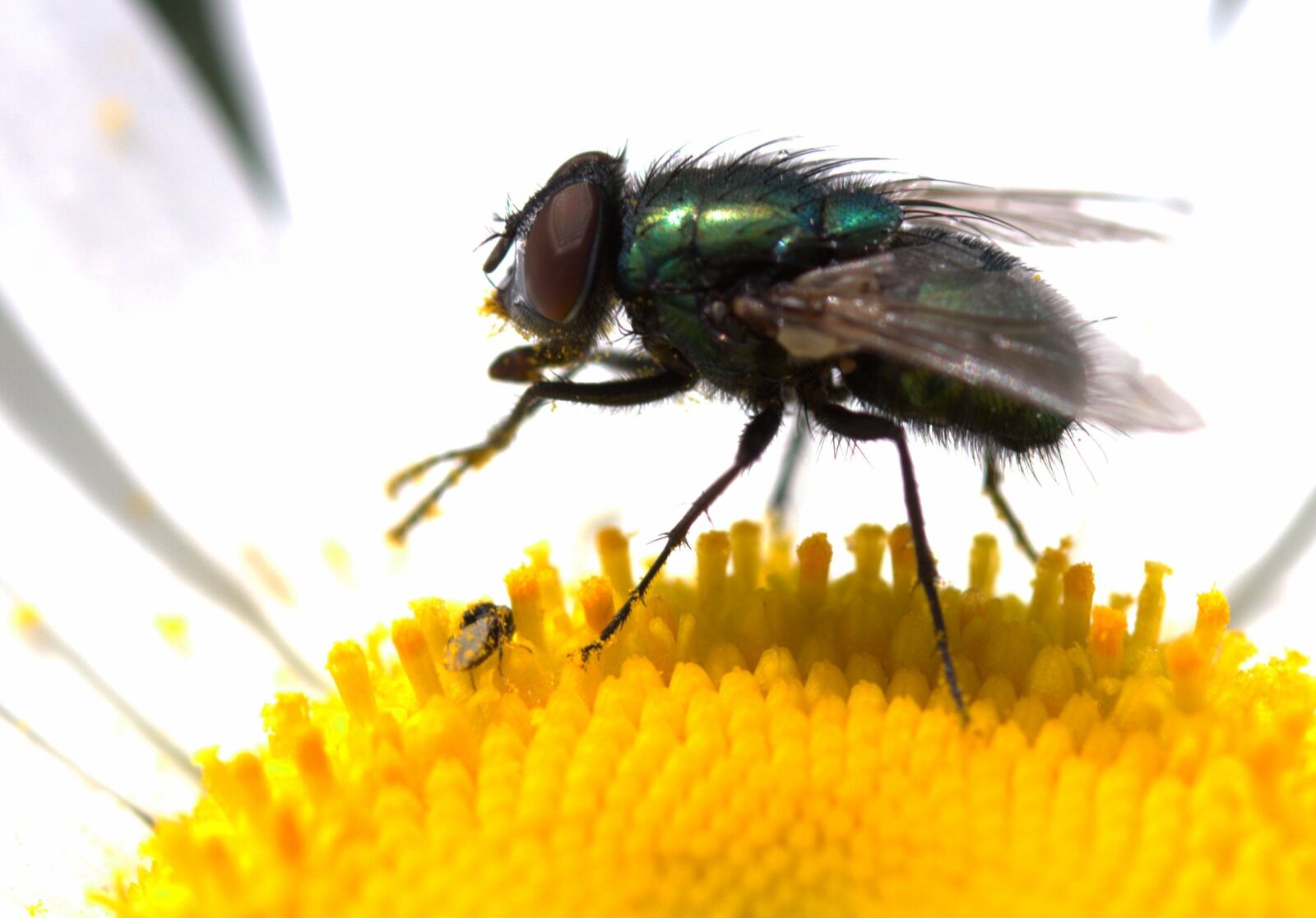 Canon EF-S 60mm F2.8 Macro USM sample photo. Fly, green, rest photography