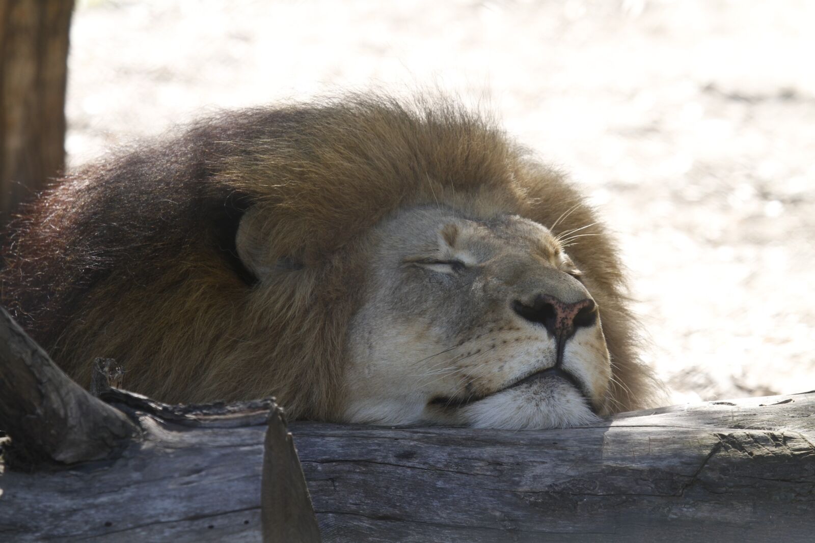 Canon EOS 7D sample photo. Lion, sleeping, africa photography